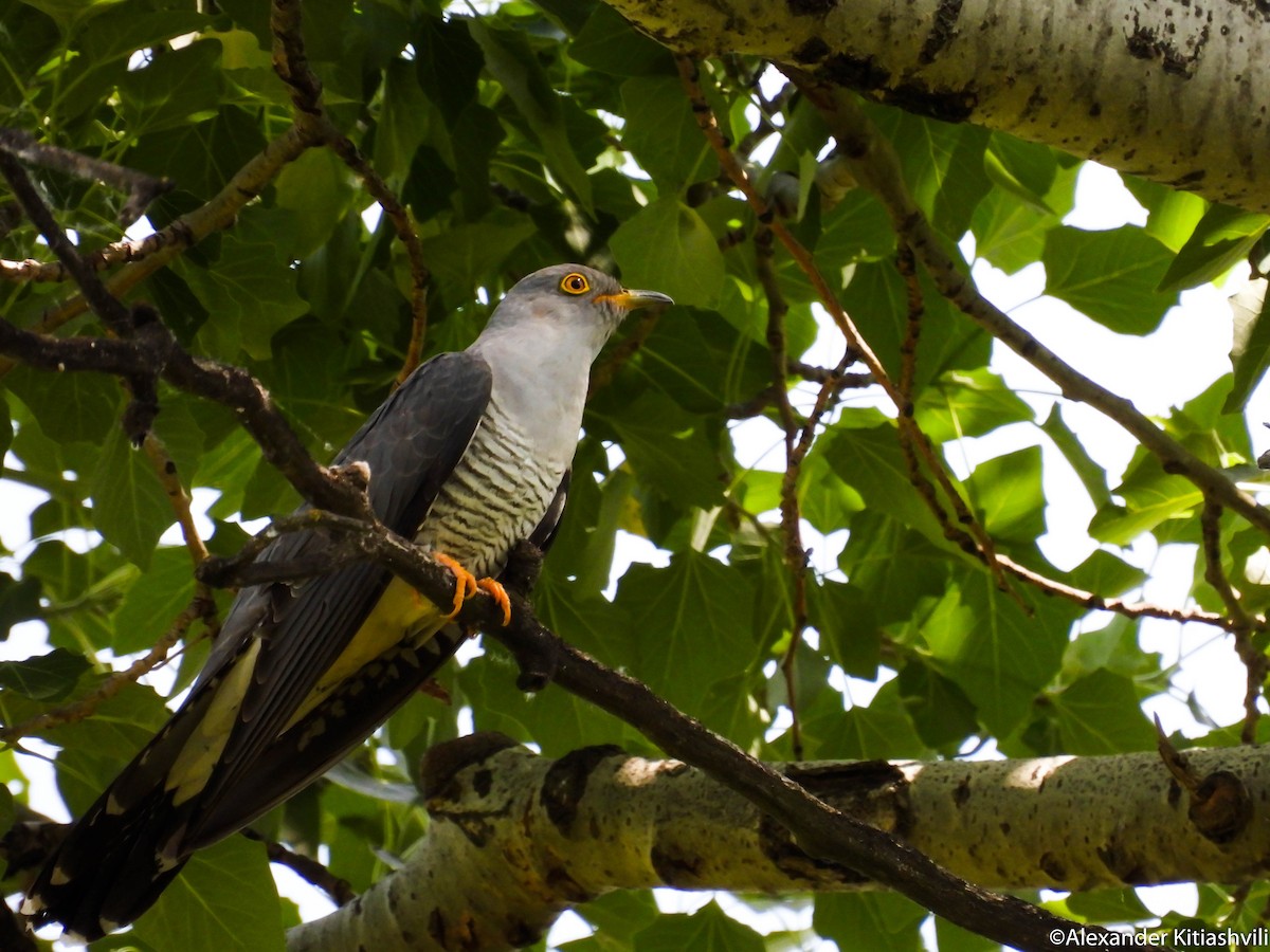 Common Cuckoo - Alexander Kitiashvili