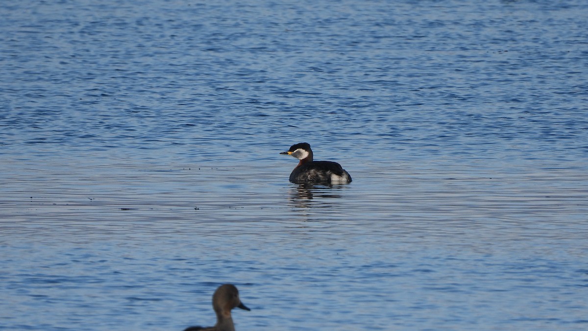 Red-necked Grebe - ML618148568