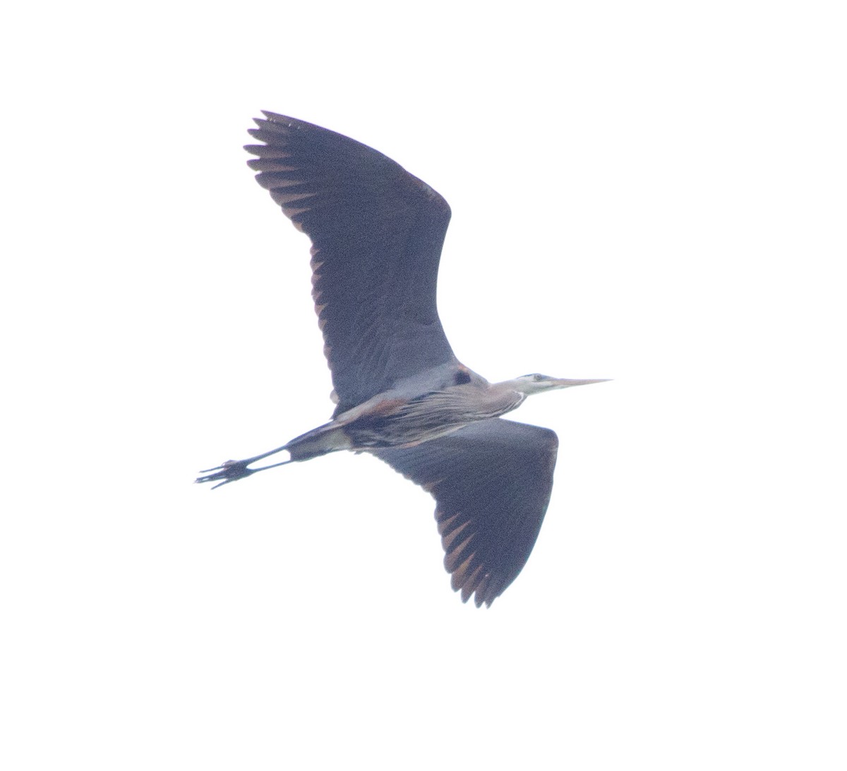 Great Blue Heron - Dominic Thibeault