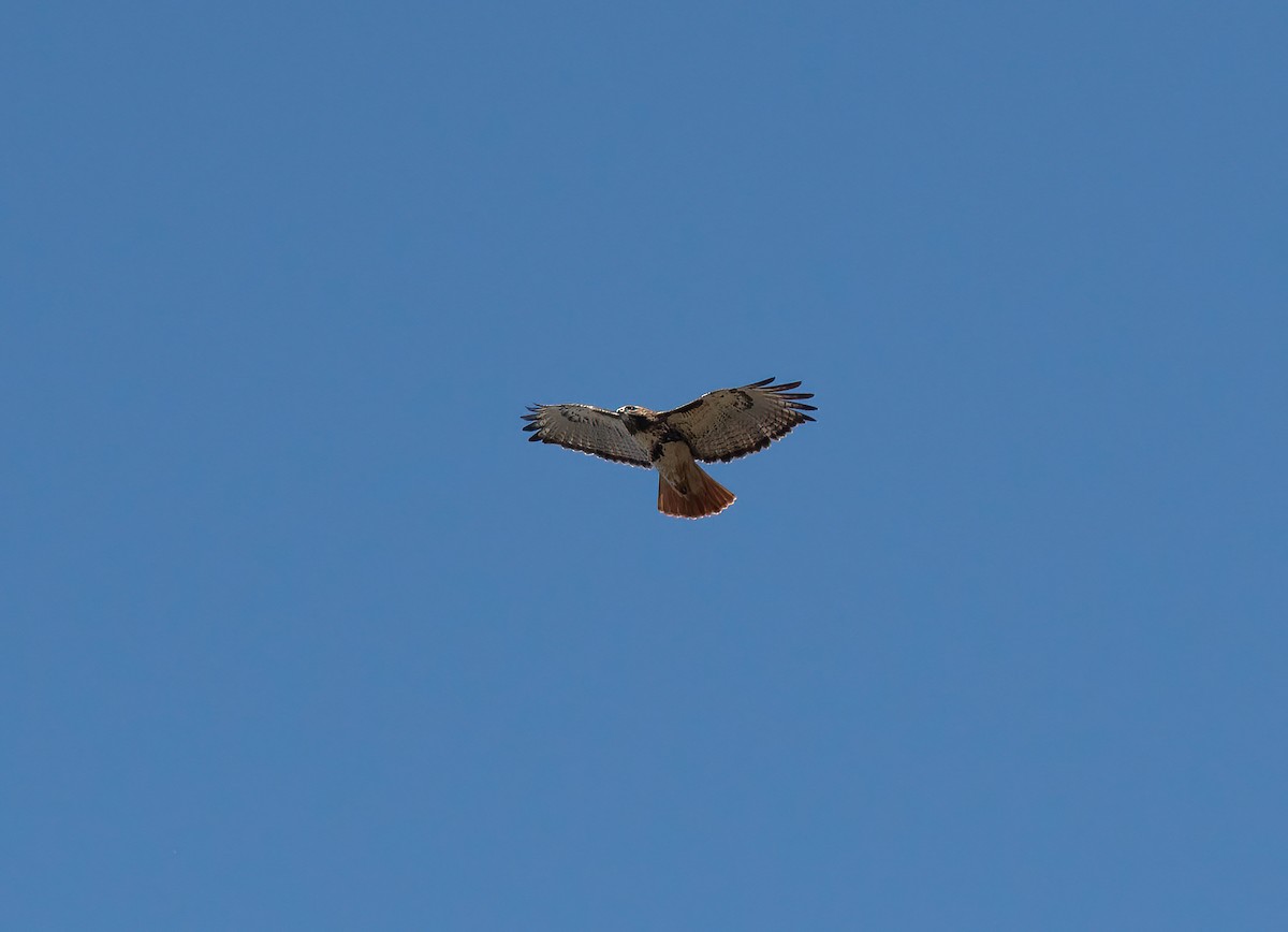 Red-tailed Hawk - ML618148582