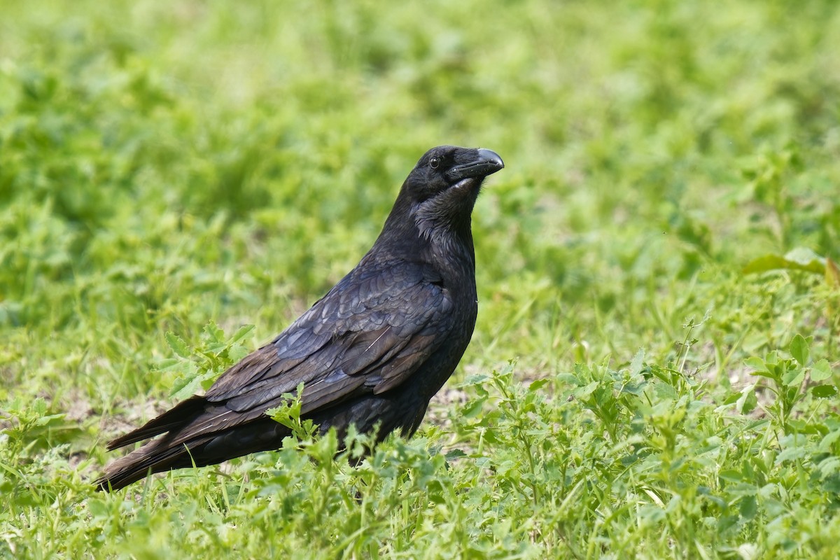 Common Raven - ML618148592