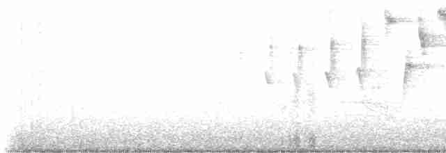 Tennessee Warbler - ML618148606