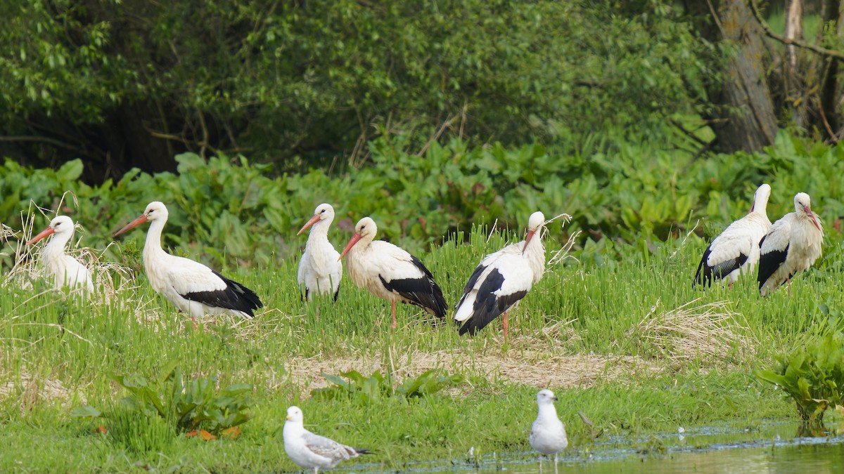 White Stork - ML618148616