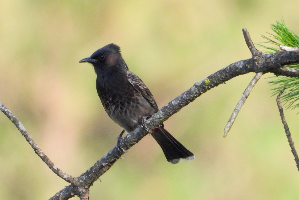 Red-vented Bulbul - ML618148627