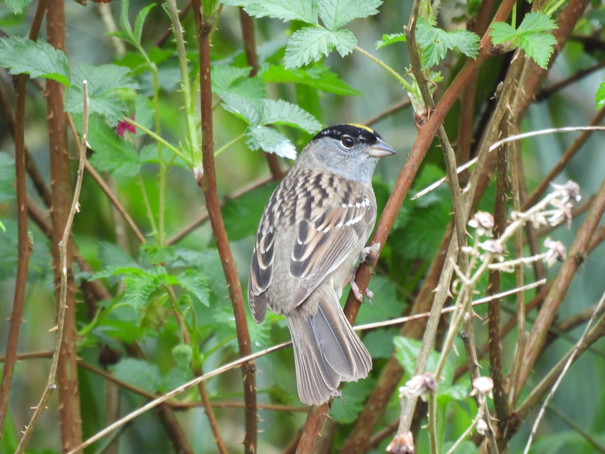Golden-crowned Sparrow - ML618148640