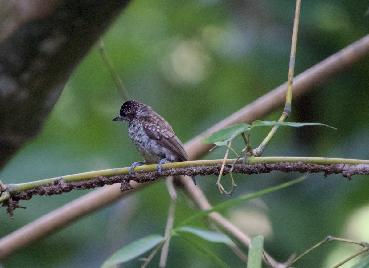 Scaled Piculet - ML618148649