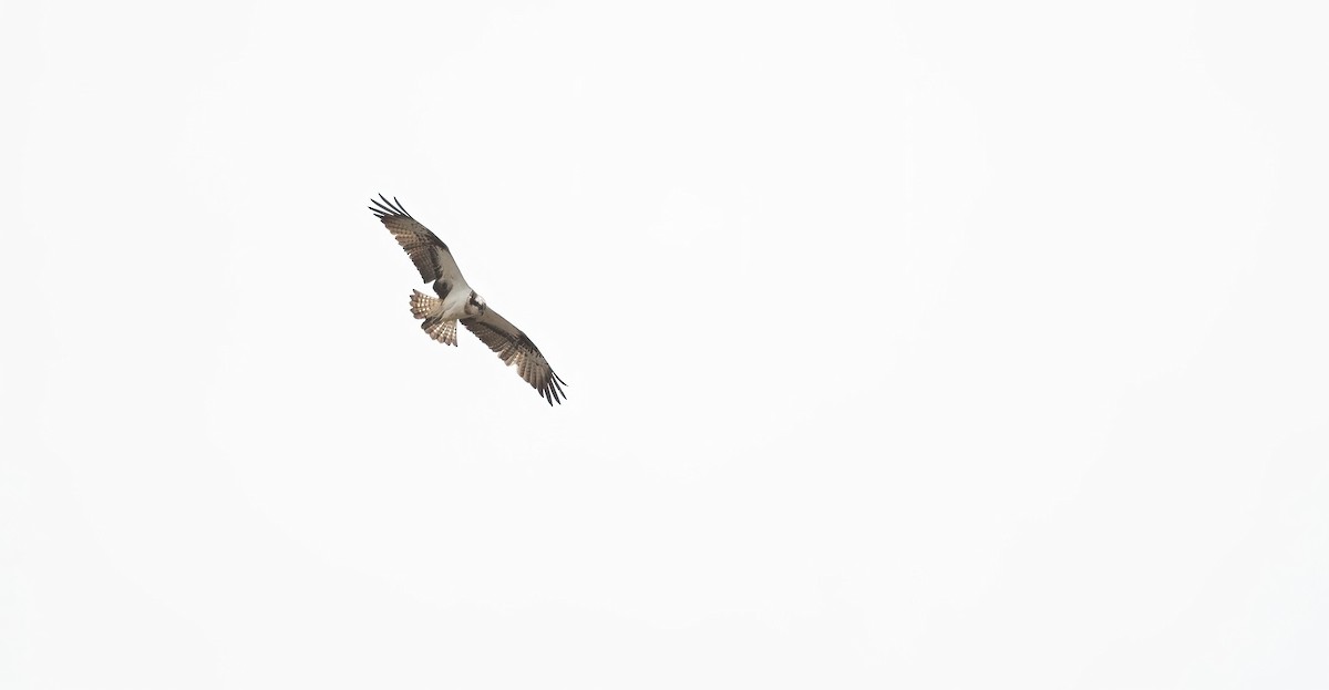 Águila Pescadora (haliaetus) - ML618148690