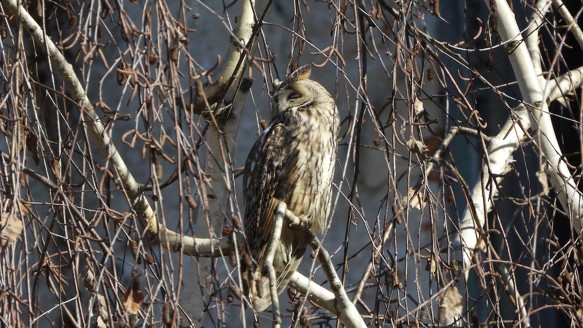 Long-eared Owl - ML618148704