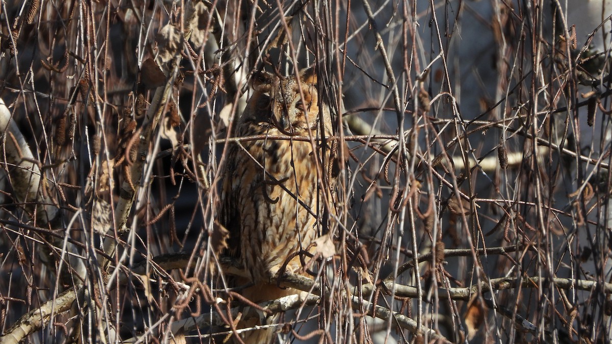 Long-eared Owl - Bruno Caula