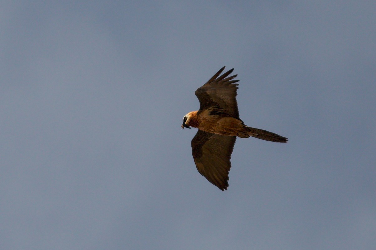 Bearded Vulture (African) - ML618148706