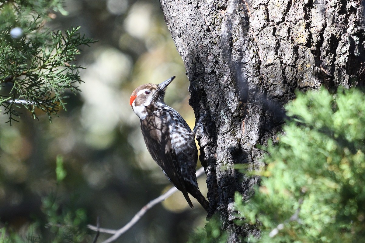 Arizona Woodpecker - ML618148710