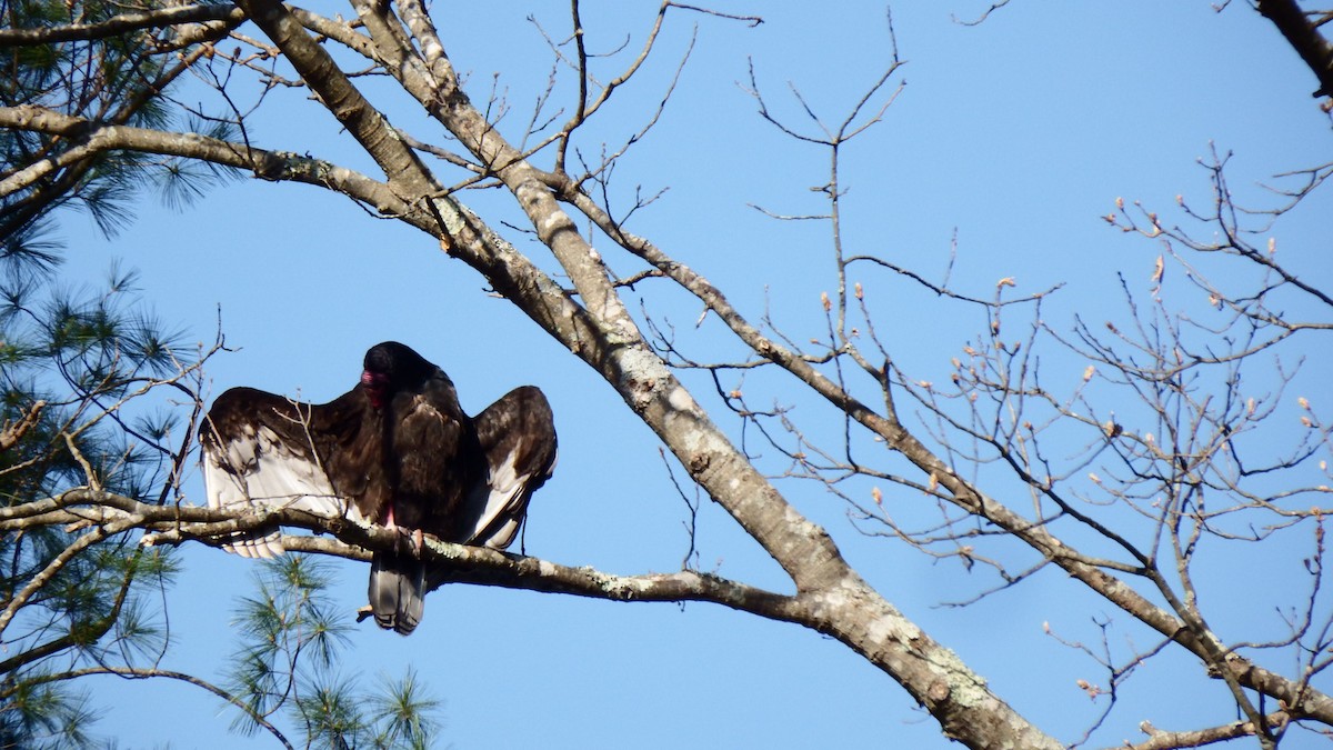 Turkey Vulture - Deborah Evans