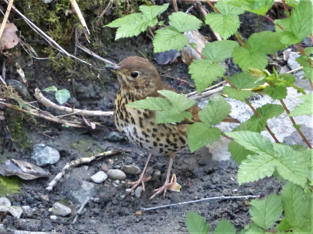 Song Thrush - Clive S. & Sheila M. Williamson