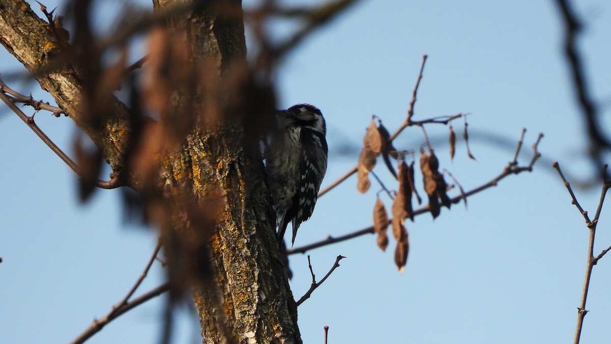 Lesser Spotted Woodpecker - Bruno Caula