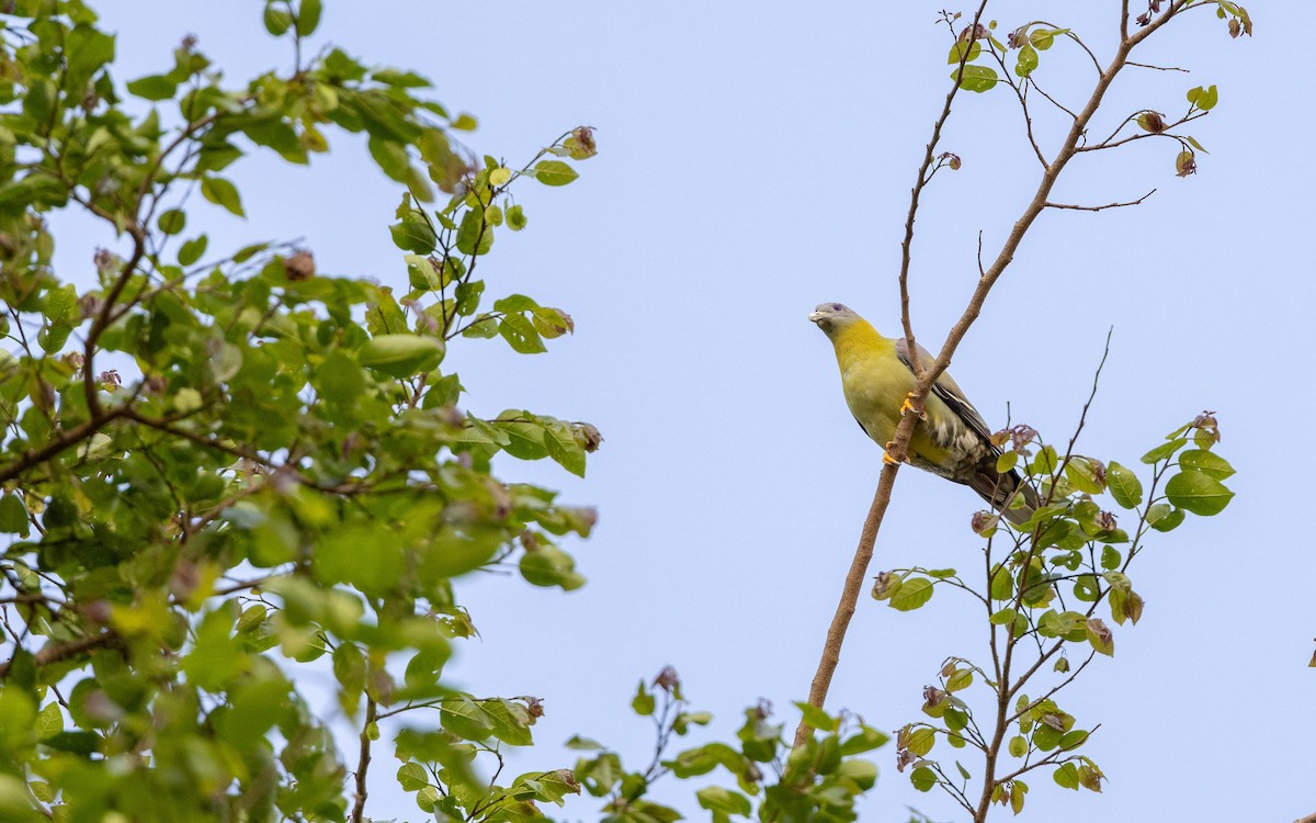 Yellow-footed Green-Pigeon - Adithya Bhat