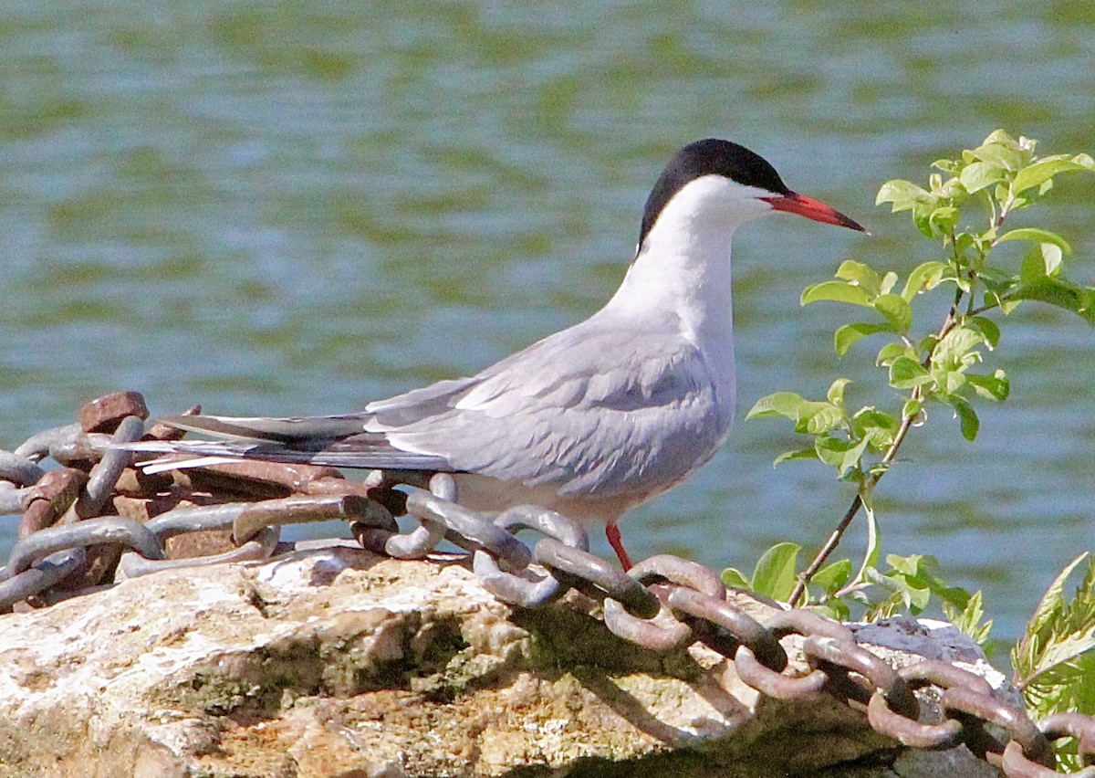 Common Tern - Ioa Byrne