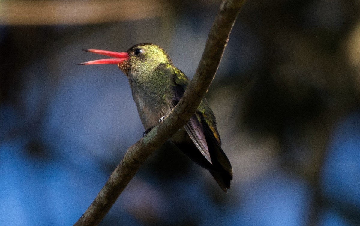 Gilded Hummingbird - Suzana Arakaki