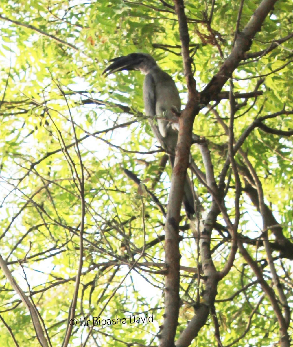 Indian Gray Hornbill - ML618148920