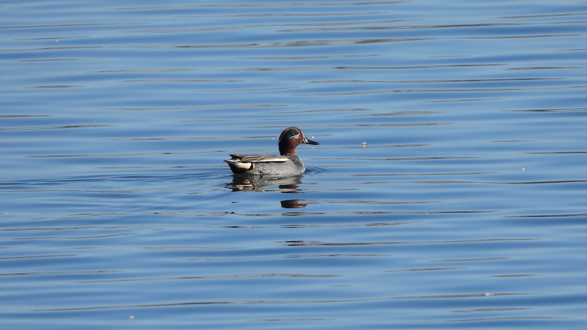Green-winged Teal - ML618148940