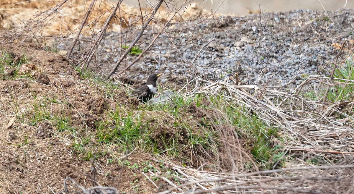 Ring Ouzel (Northern) - ML618148951