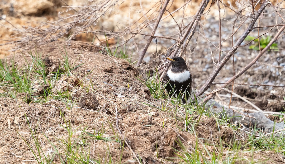 Ring Ouzel (Northern) - ML618148953
