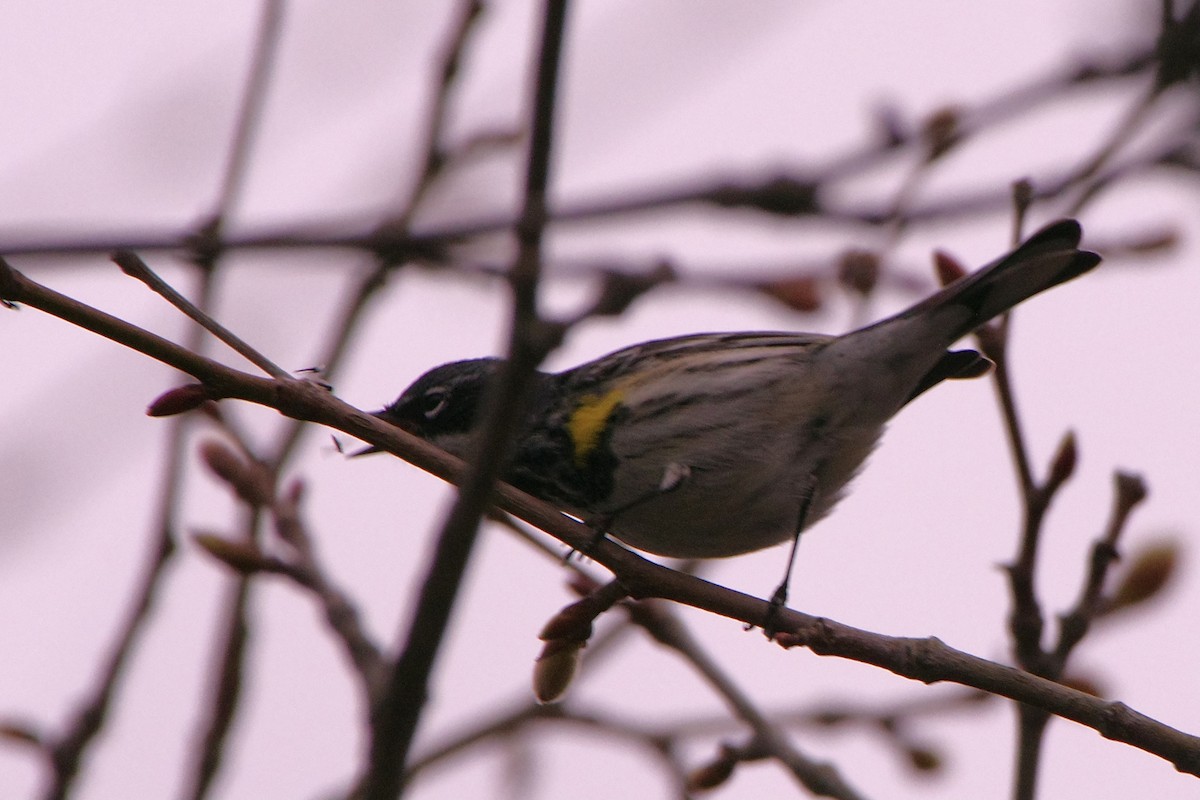 Yellow-rumped Warbler - Lowell Goudge