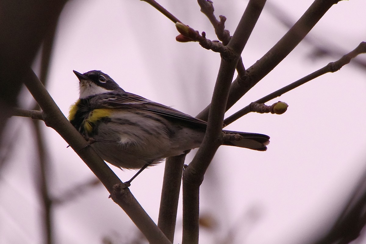 Yellow-rumped Warbler - Lowell Goudge