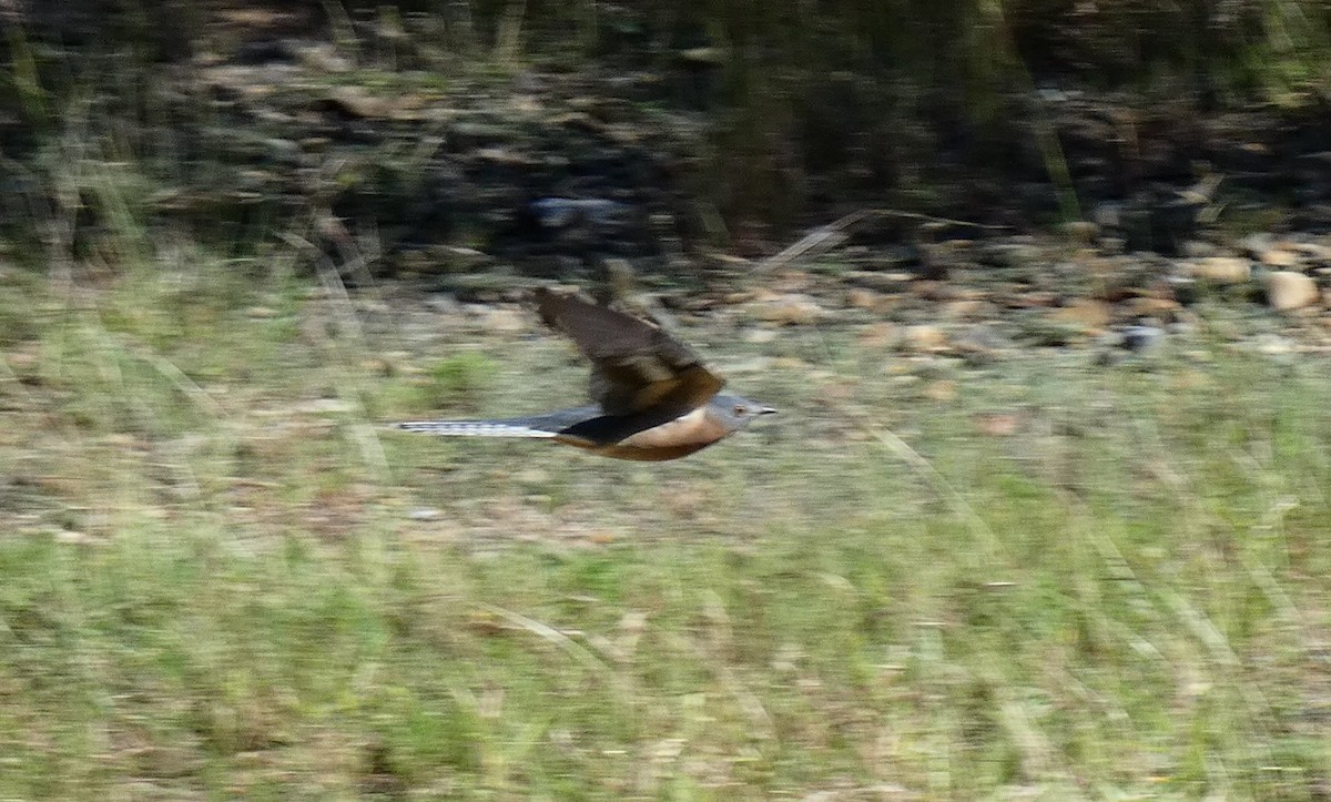 Fan-tailed Cuckoo - ML618148974