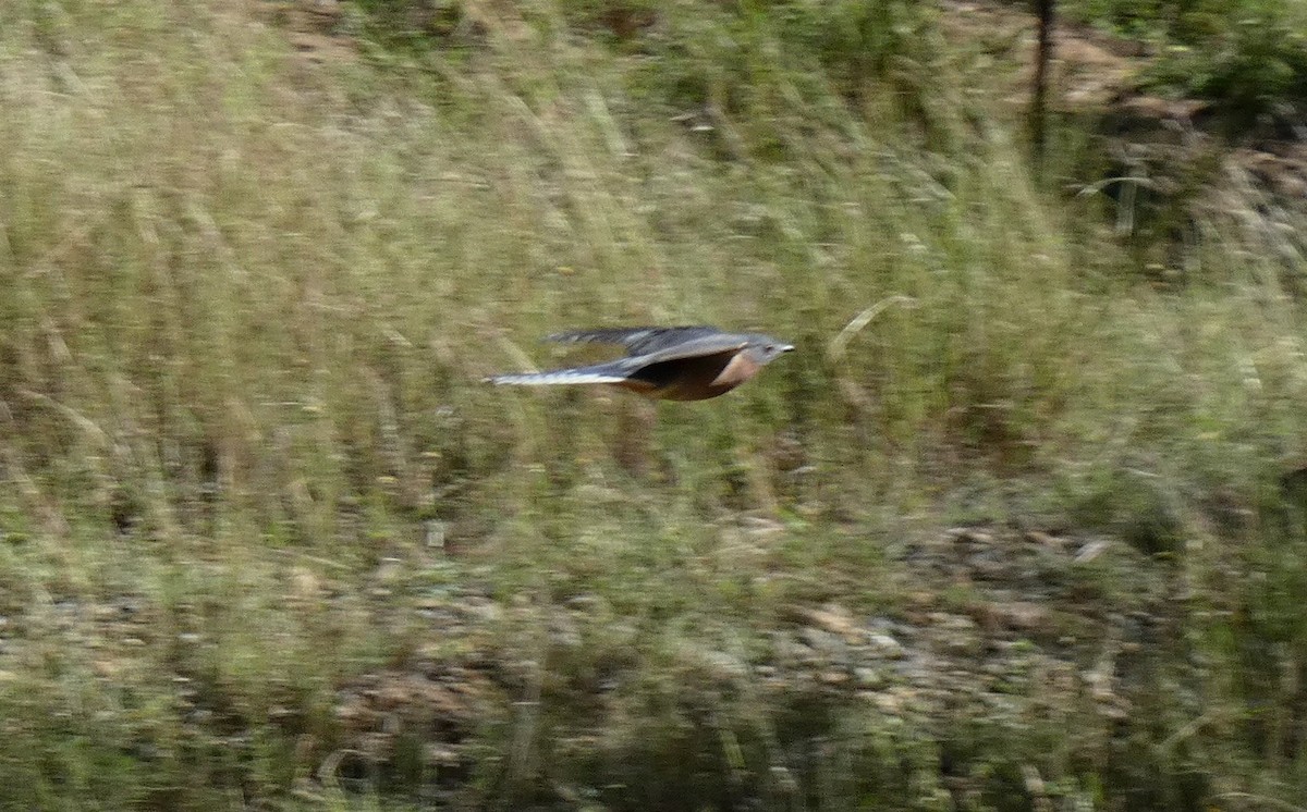 Fan-tailed Cuckoo - Ian Starling