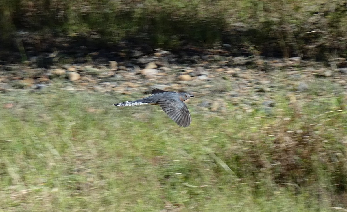 Fan-tailed Cuckoo - ML618148976