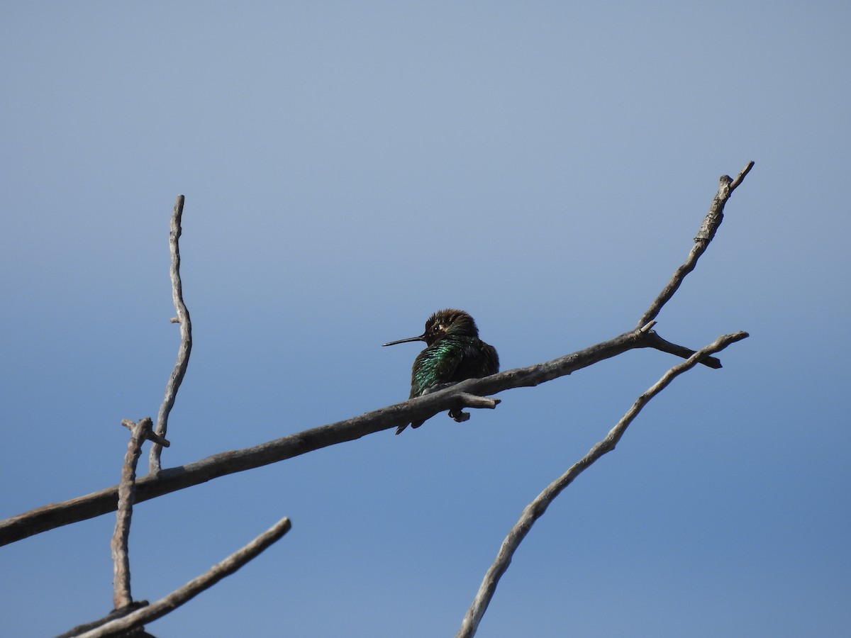 Anna's Hummingbird - ML618148981