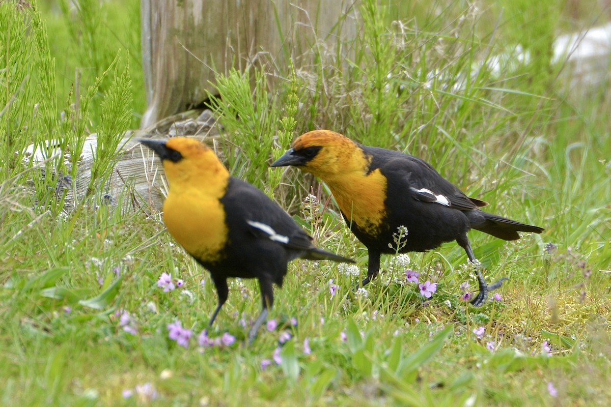 Yellow-headed Blackbird - lise owens