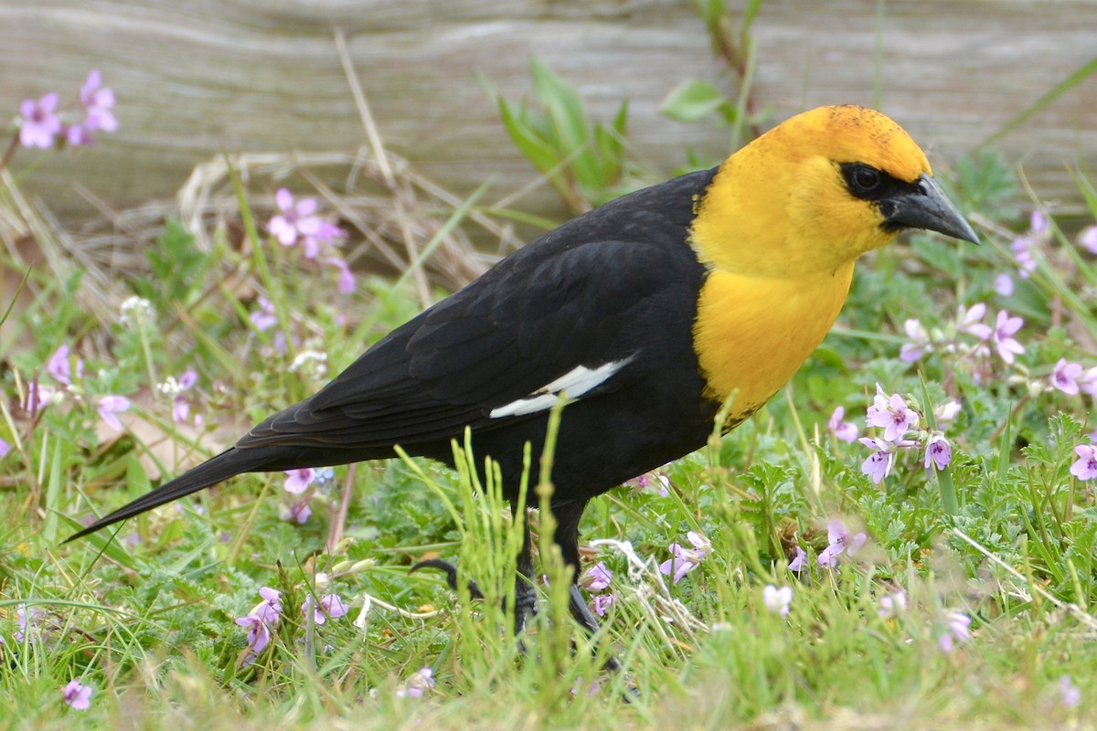 Yellow-headed Blackbird - ML618149023