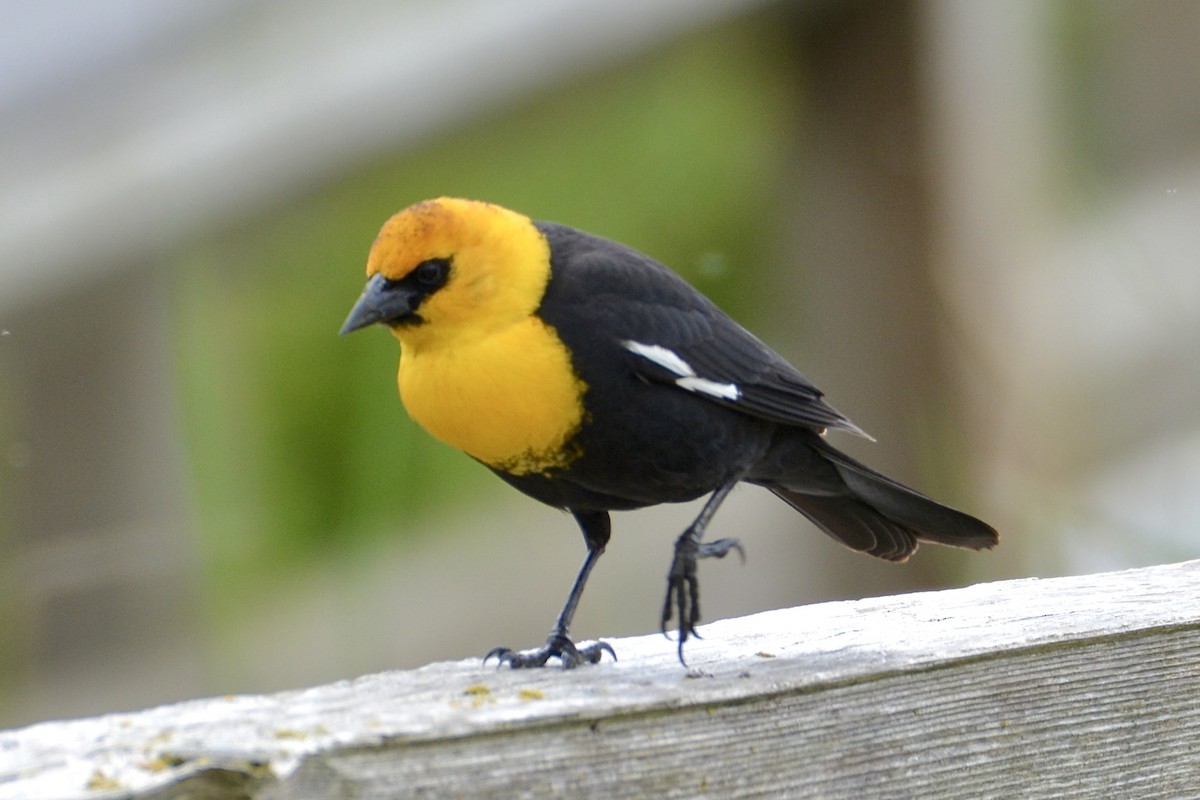 Yellow-headed Blackbird - ML618149024