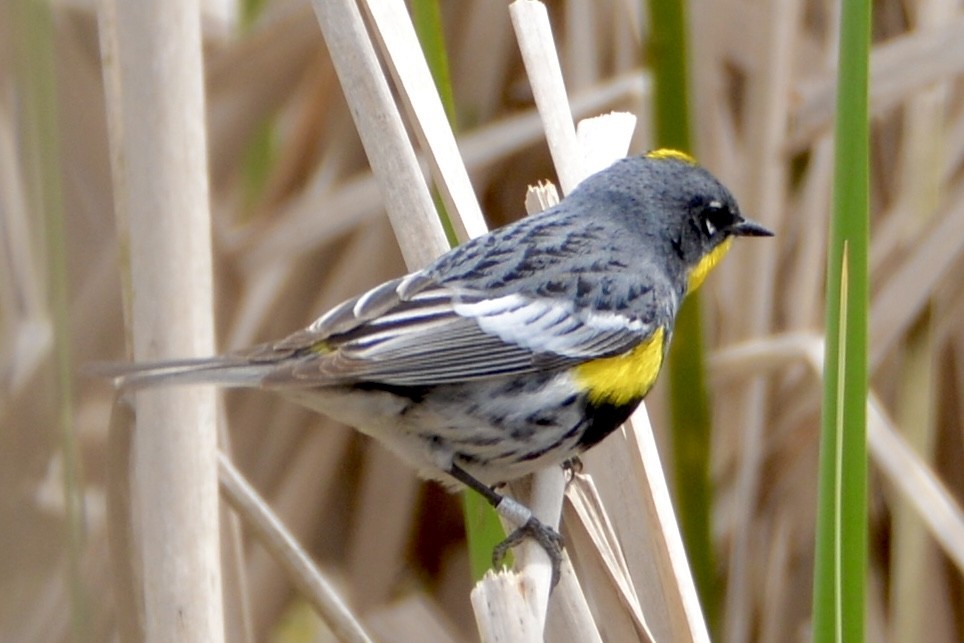 Yellow-rumped Warbler - lise owens