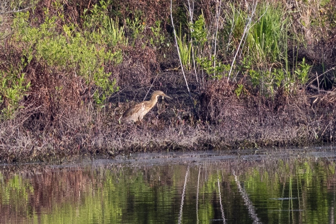 American Bittern - Dixie Sommers