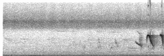 White-vented Whistler (Sulu) - ML618149120