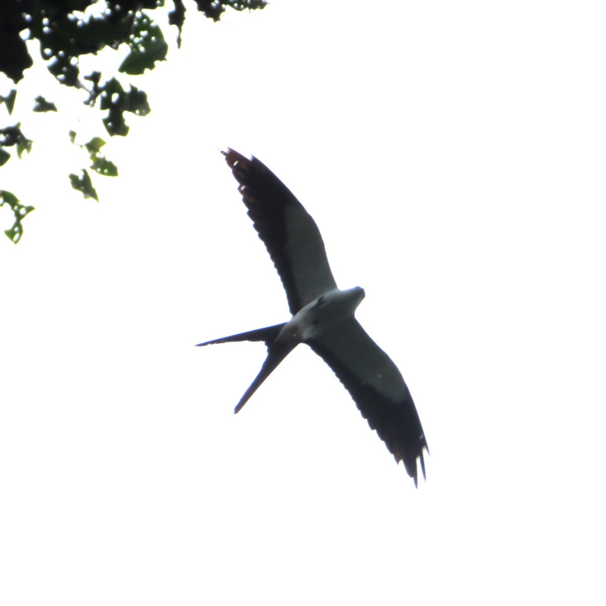 Swallow-tailed Kite - ML618149124