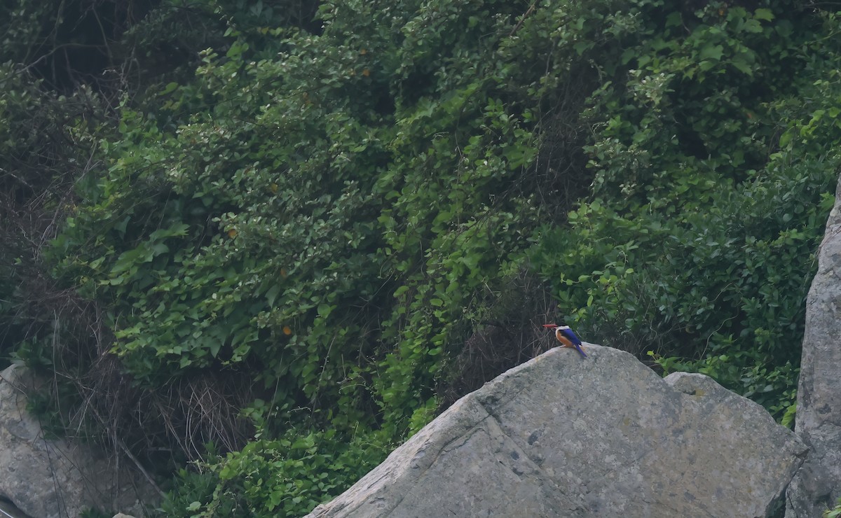 Black-capped Kingfisher - Chi-Hsuan Shao