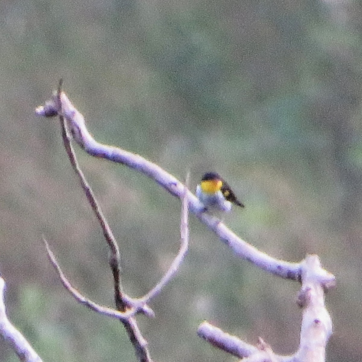 Yellow-backed Tanager - ML618149162