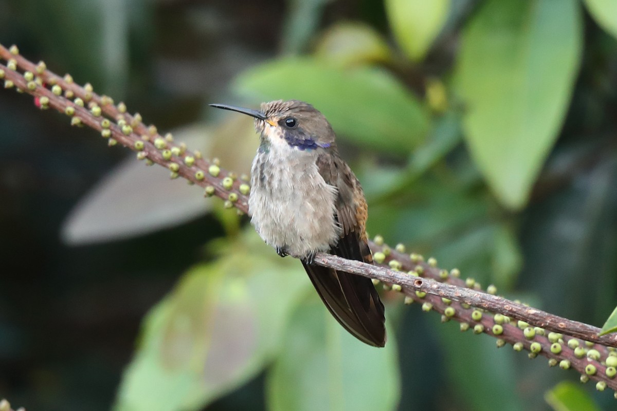 kolibřík fialovouchý - ML618149200