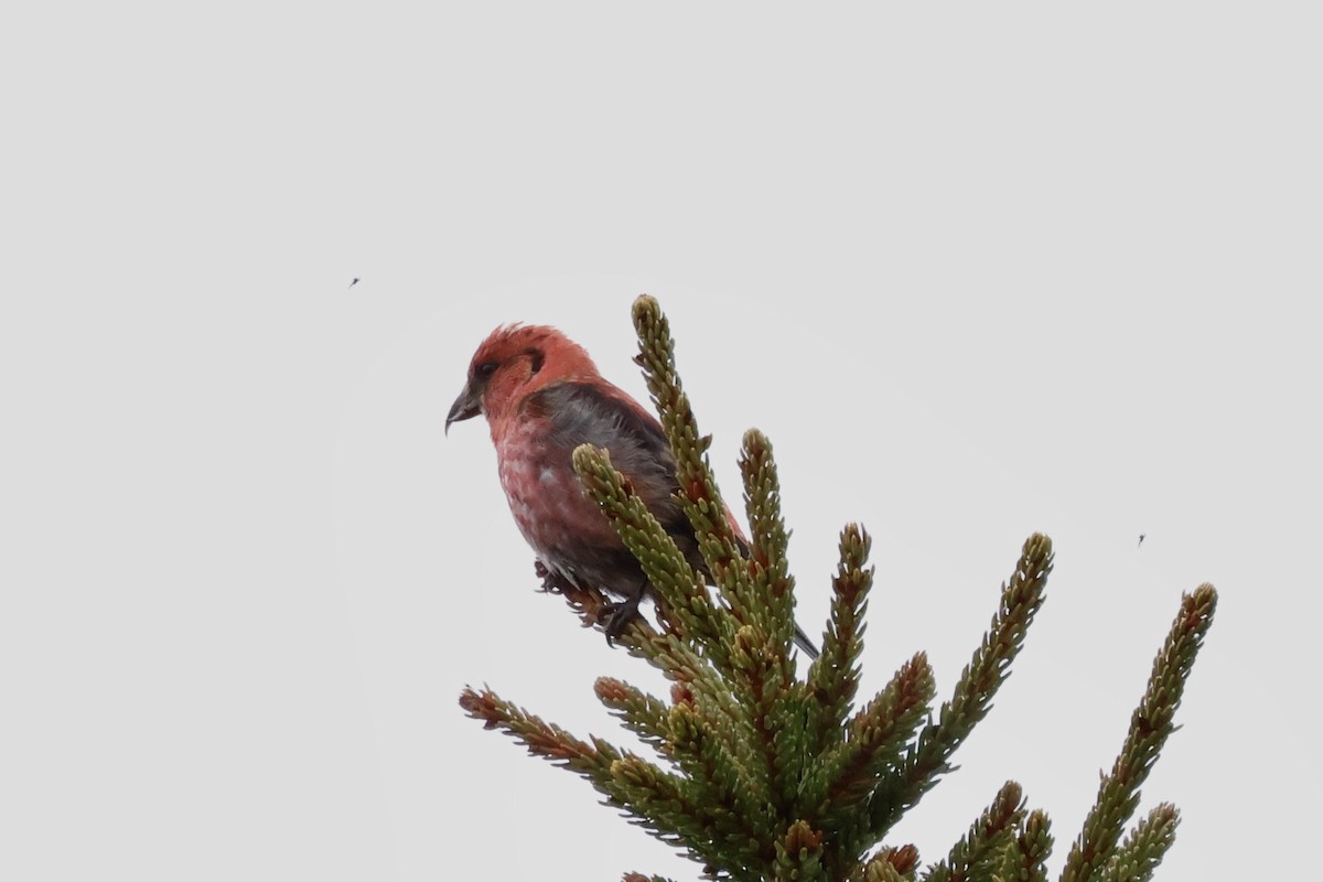 Red Crossbill - Alison Mews