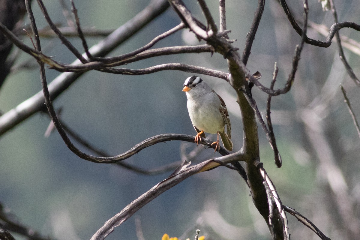 White-crowned Sparrow - ML618149235