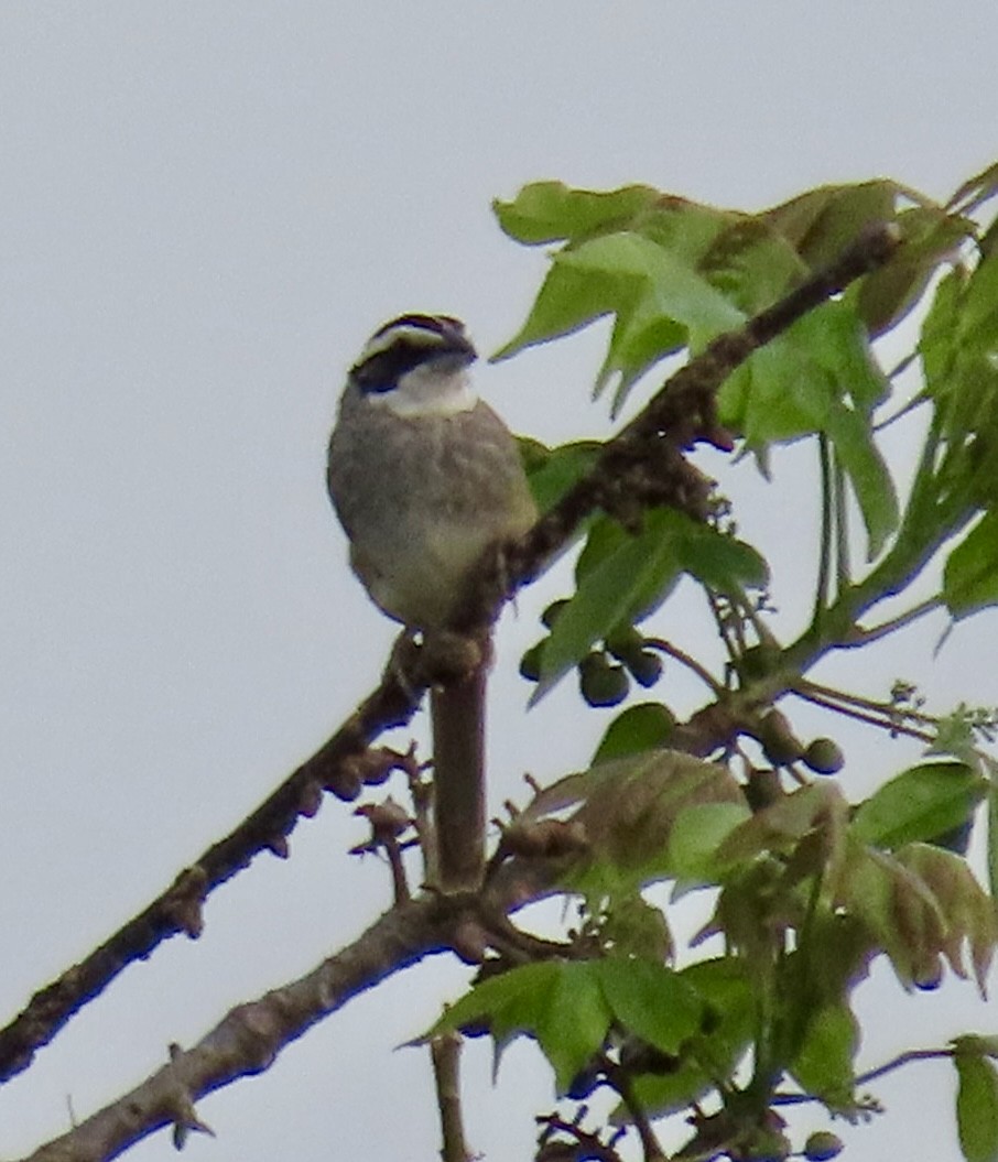 Stripe-headed Sparrow - ML618149237