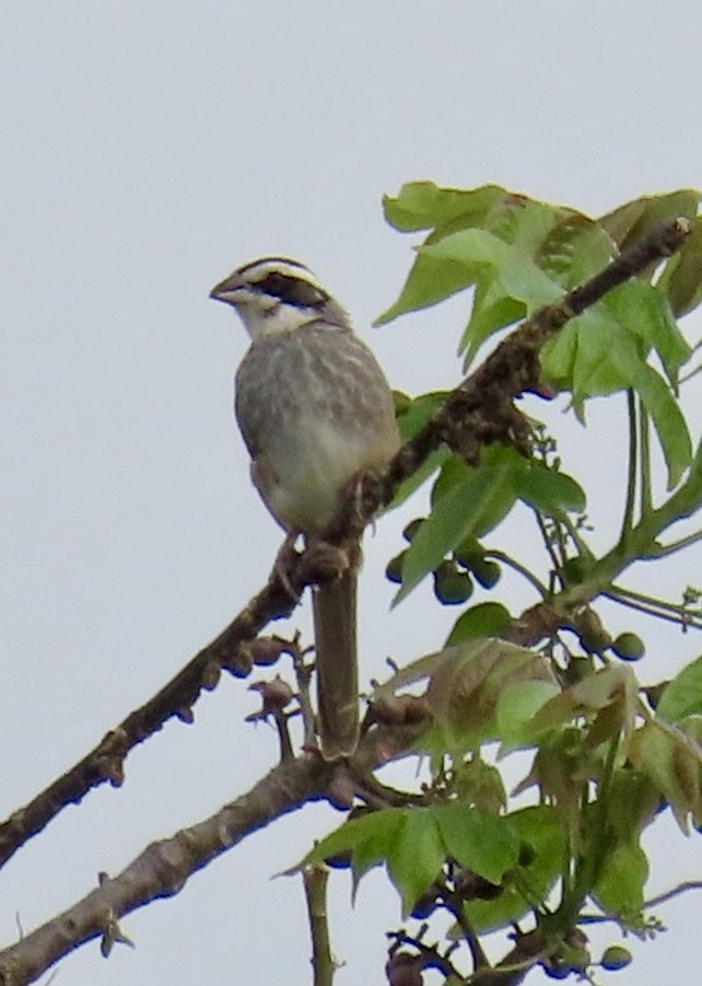 Stripe-headed Sparrow - ML618149238