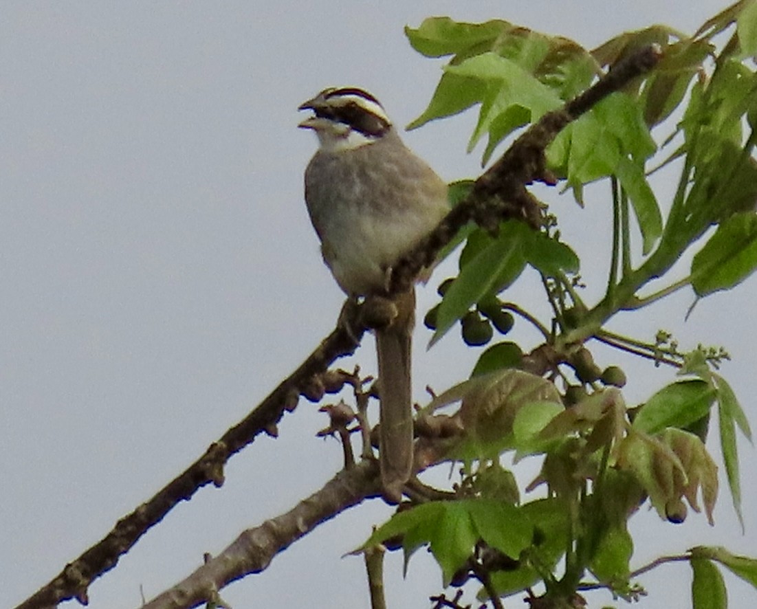 Stripe-headed Sparrow - ML618149239