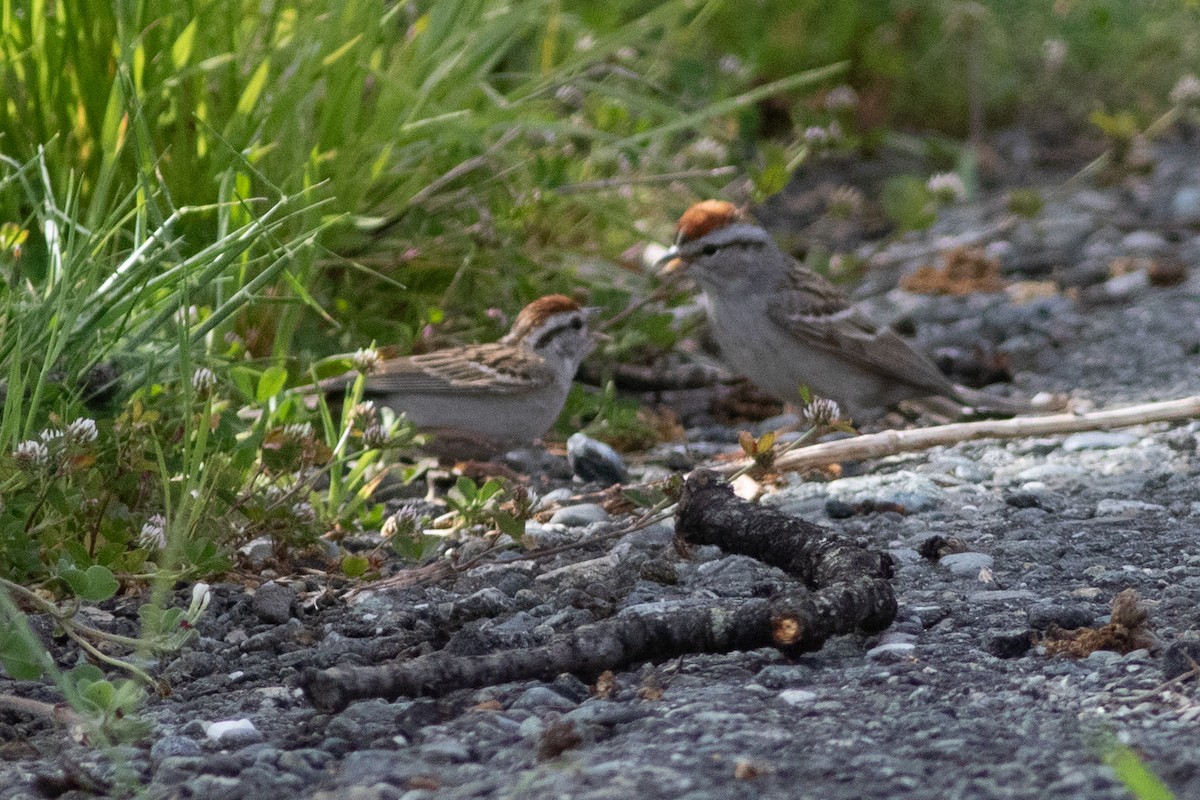 Chipping Sparrow - ML618149244