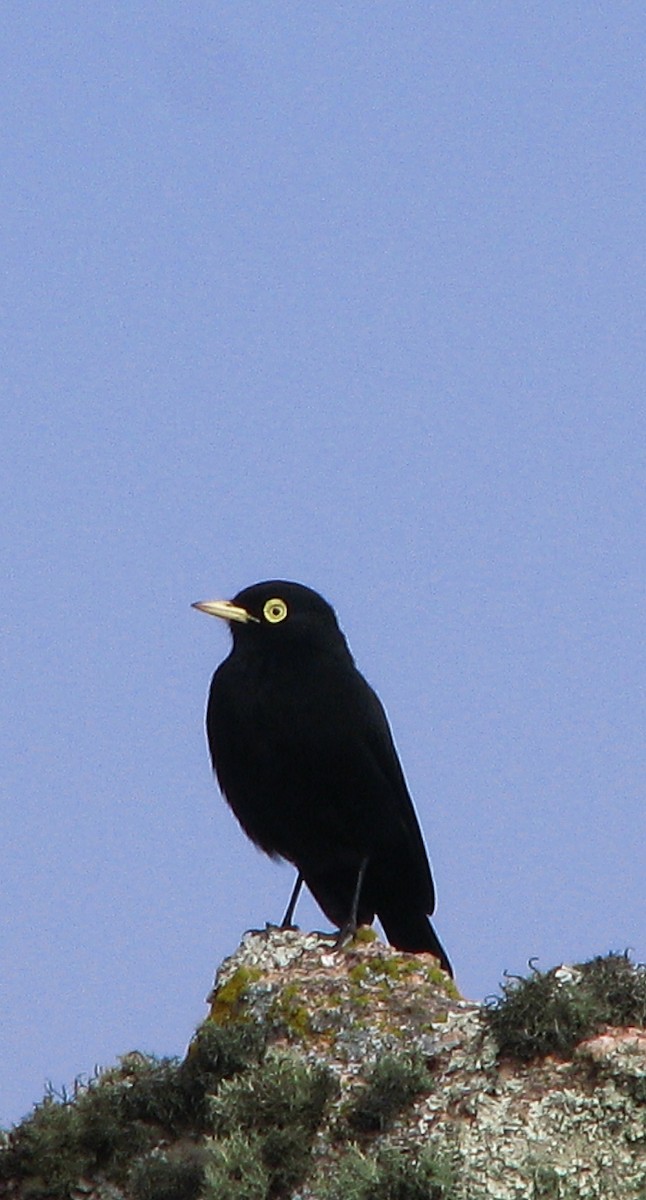 Spectacled Tyrant - ML618149246