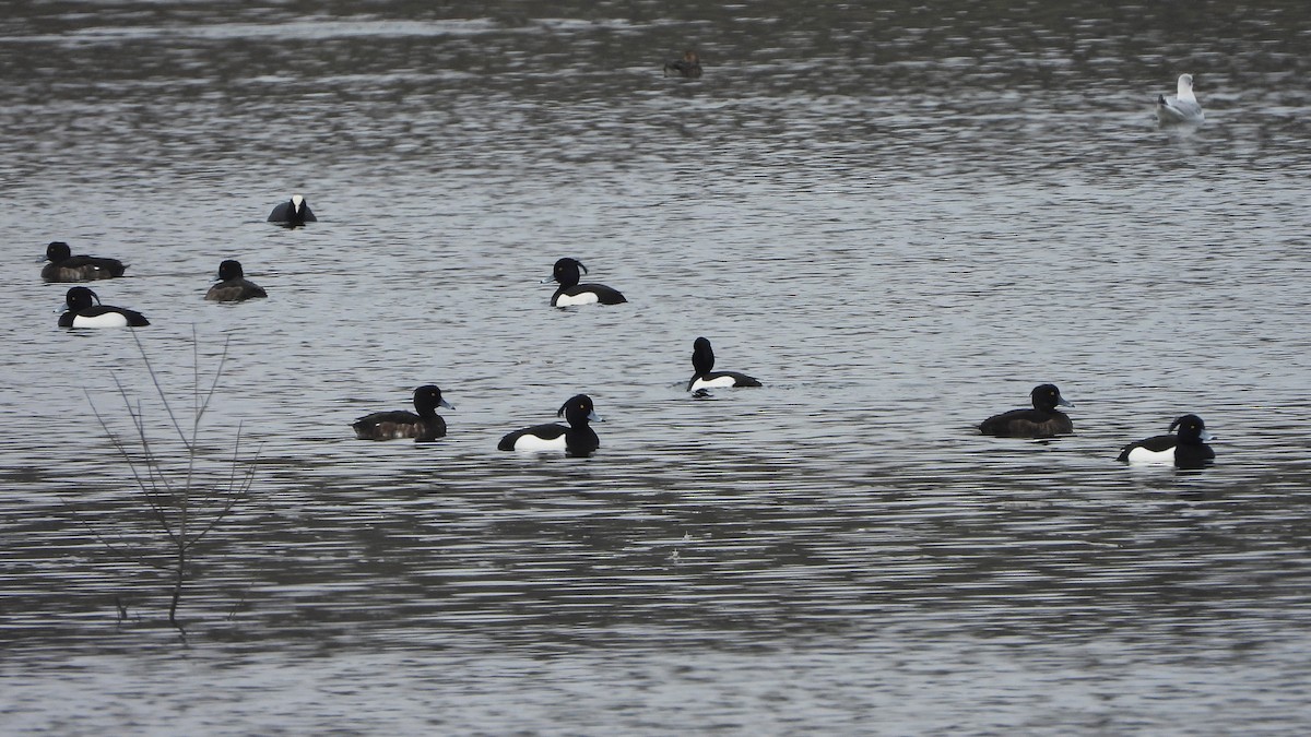 Tufted Duck - ML618149265