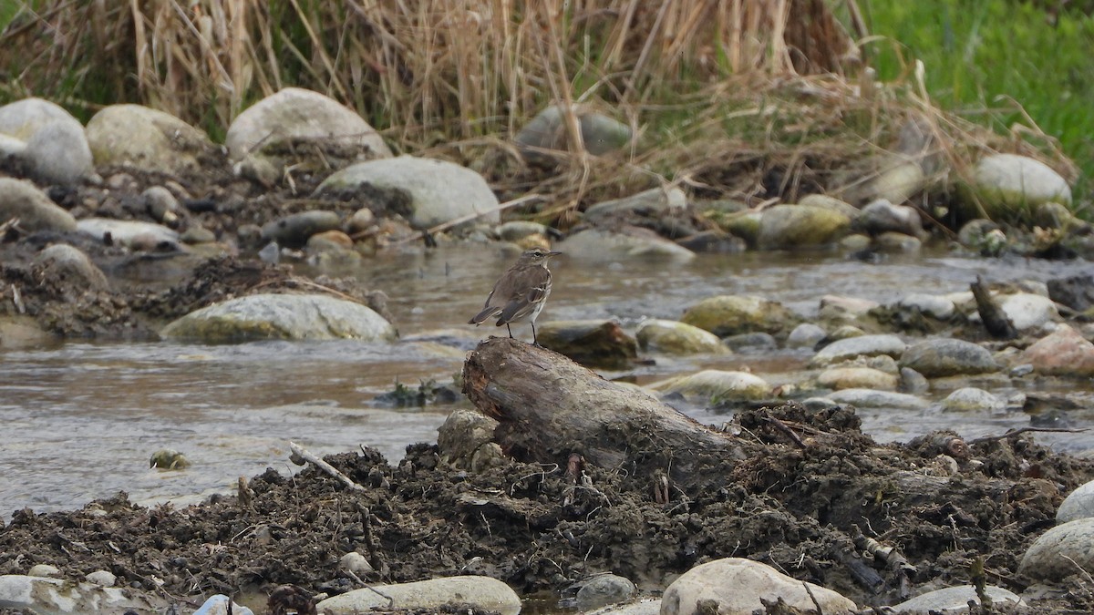 Water Pipit - ML618149276